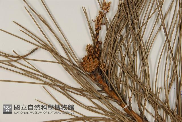 油松藏品圖，第3張