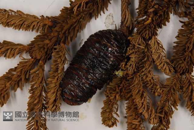 臺灣冷杉藏品圖，第3張