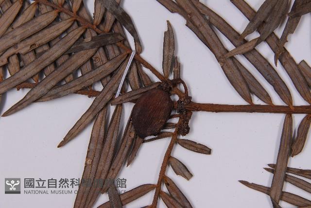 三尖杉藏品圖，第3張