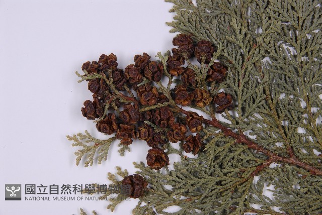 臺灣扁柏藏品圖，第3張