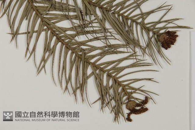 杉木藏品圖，第3張