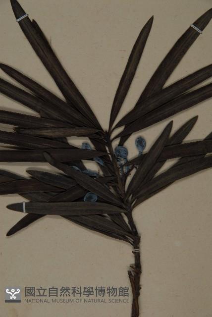 桃實百日青藏品圖，第3張