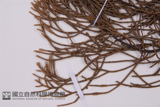 龍柏藏品圖，第3張