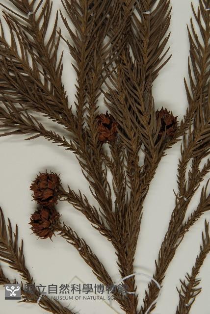 柳杉藏品圖，第3張