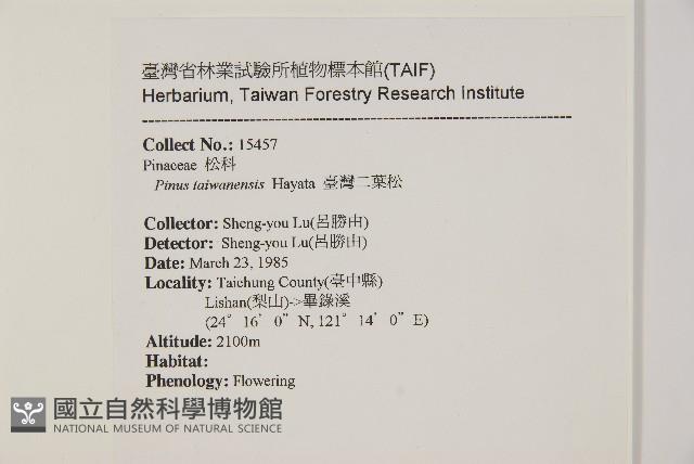 臺灣二葉松藏品圖，第2張