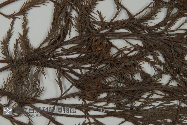 水松、廣東杉藏品圖，第3張