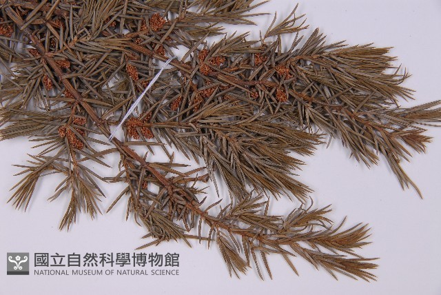 杜松藏品圖，第3張