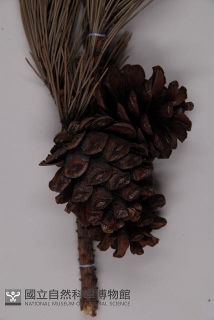 黑松藏品圖，第3張