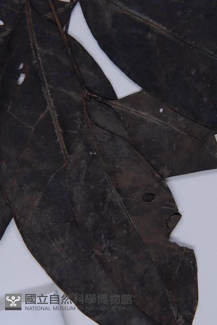 買麻藤藏品圖，第3張