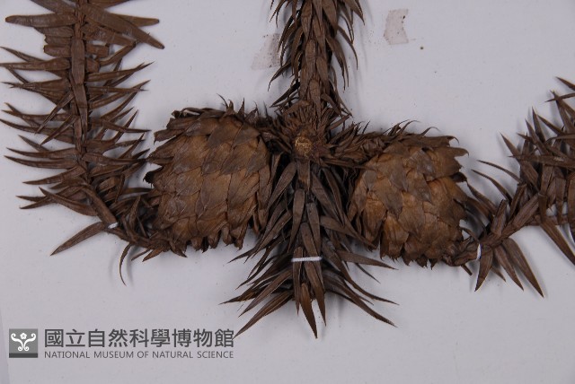 杉木藏品圖，第3張