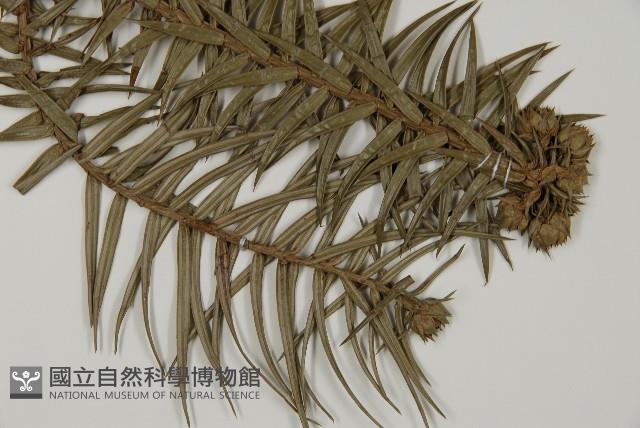 杉木藏品圖，第3張