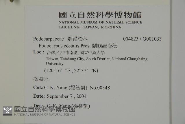 蘭嶼羅漢松藏品圖，第2張