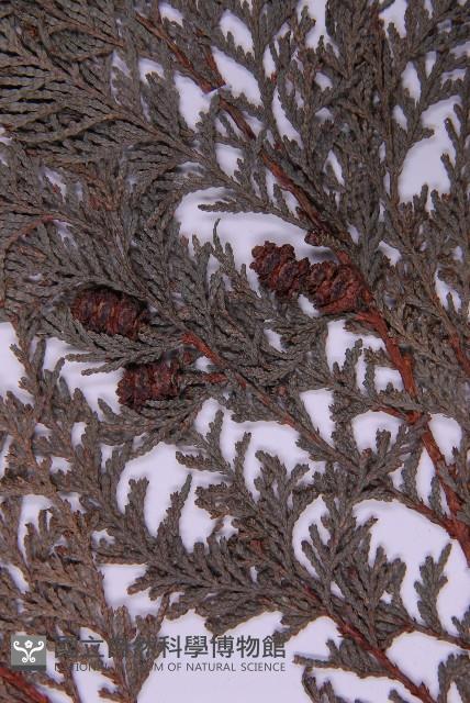 紅檜藏品圖，第3張