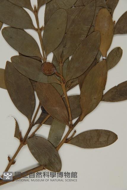 竹柏藏品圖，第3張