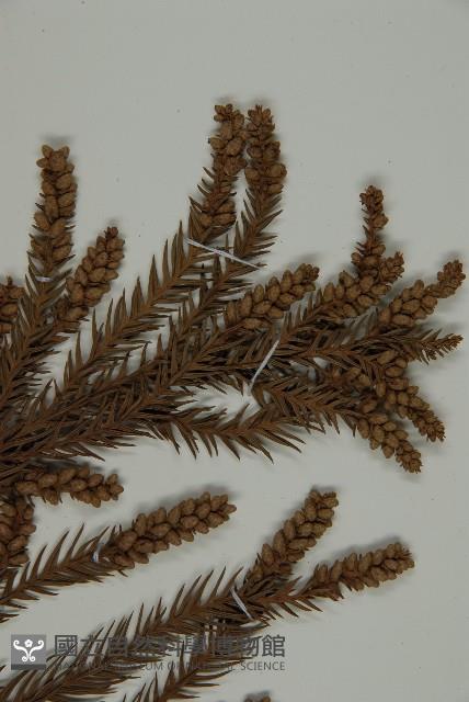 柳杉藏品圖，第3張