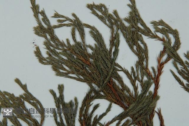 小果垂枝柏藏品圖，第3張
