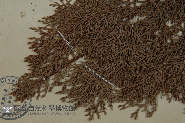 側柏藏品圖，第3張