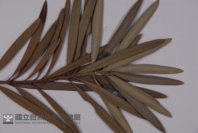 大葉羅漢松藏品圖，第3張