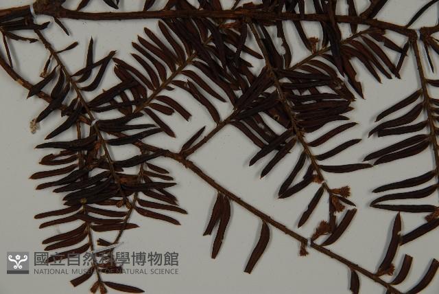 臺灣紅豆杉、紫杉、南方紅豆杉藏品圖，第3張