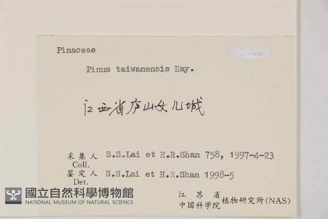 臺灣二葉松藏品圖，第2張