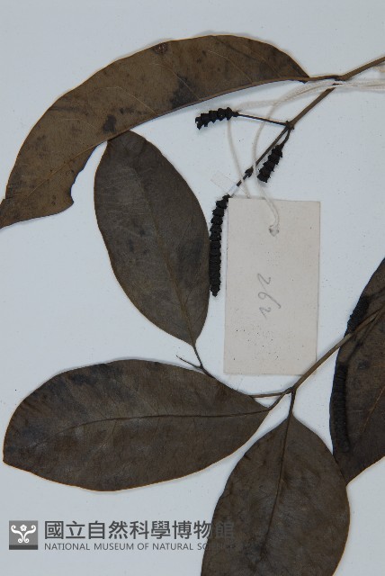 買麻藤藏品圖，第3張