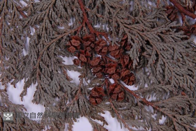 紅檜藏品圖，第3張