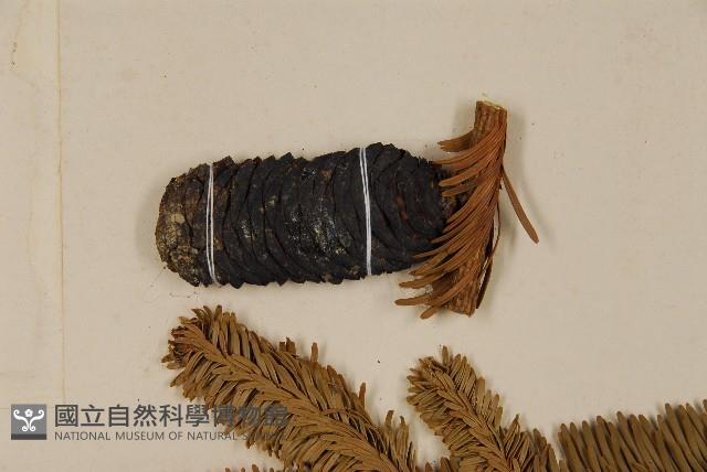 臺灣冷杉藏品圖，第3張