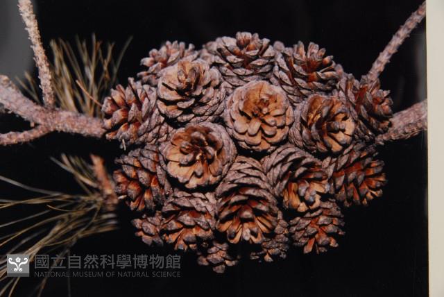 臺灣二葉松藏品圖，第3張