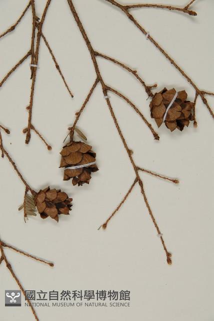 臺灣鐵杉藏品圖，第3張