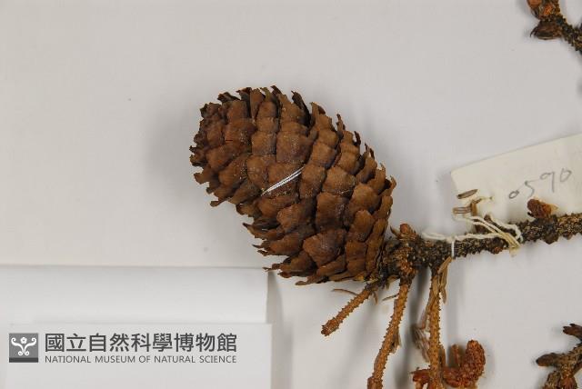 麗江雲杉藏品圖，第3張