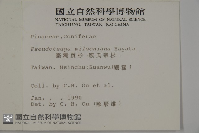 臺灣黃杉藏品圖，第2張