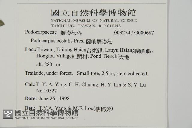 蘭嶼羅漢松藏品圖，第2張