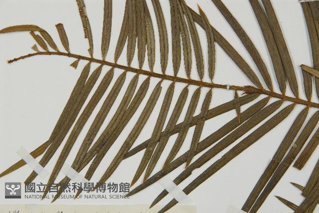 三尖杉藏品圖，第3張