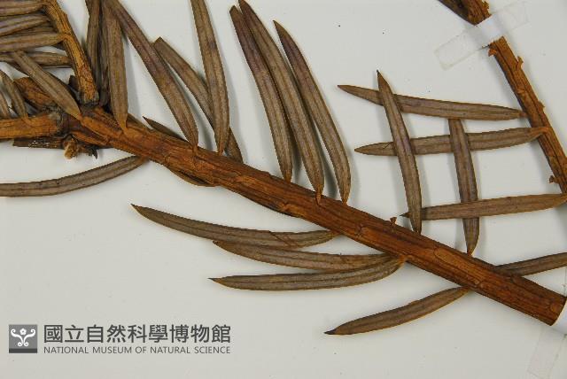 中國粗榧藏品圖，第3張