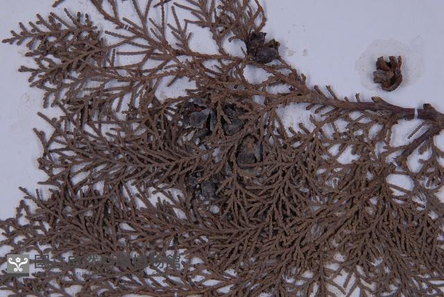 側柏藏品圖，第3張