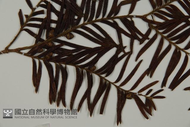 南方紅豆杉藏品圖，第3張