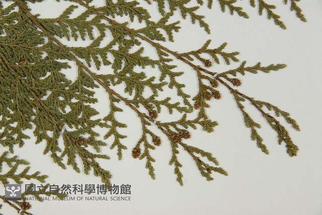 紅檜藏品圖，第3張
