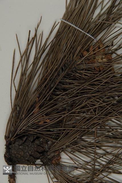 黑松藏品圖，第3張