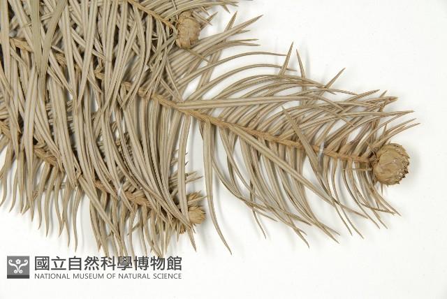 杉木藏品圖，第3張