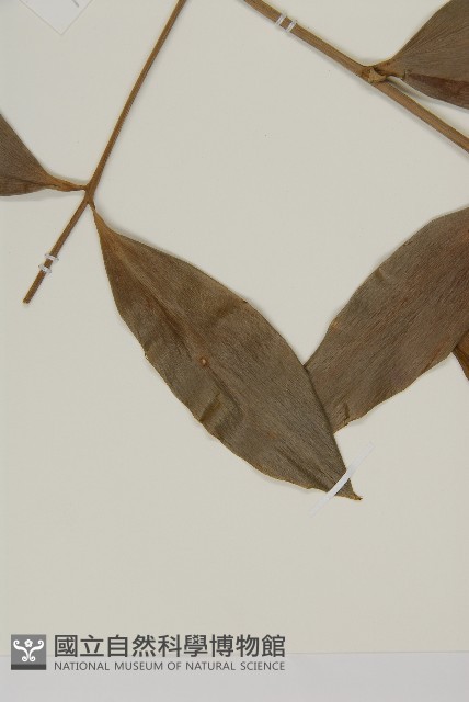 菲律賓貝殼杉藏品圖，第3張