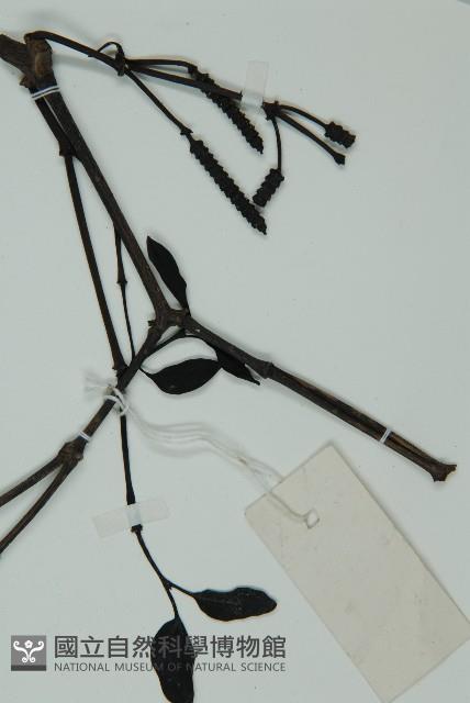 買麻藤藏品圖，第3張