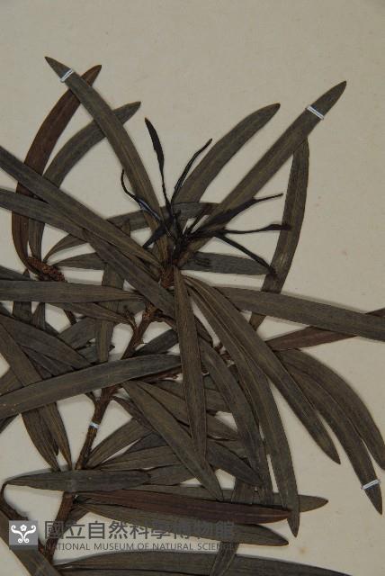 桃實百日青藏品圖，第3張