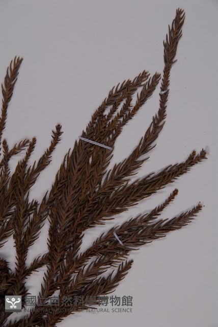 柳杉藏品圖，第3張