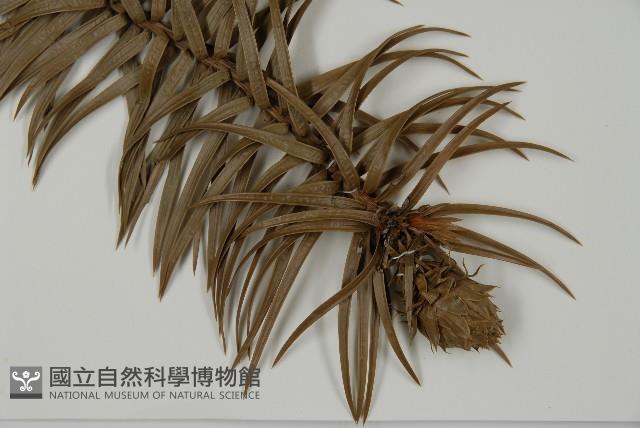 杉木藏品圖，第3張