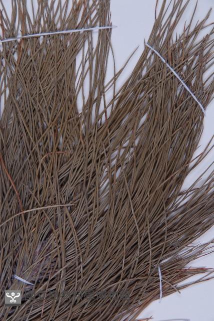 雲南松藏品圖，第3張