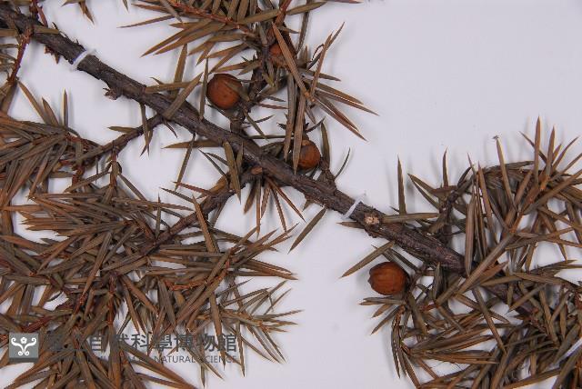 刺柏藏品圖，第3張