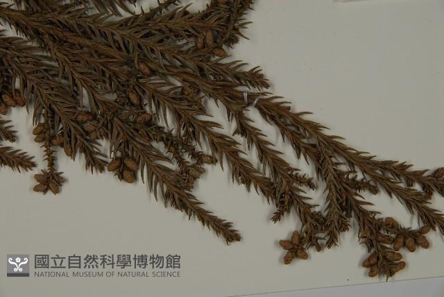 柳杉藏品圖，第3張