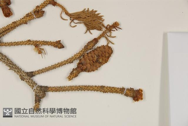 青杆藏品圖，第3張