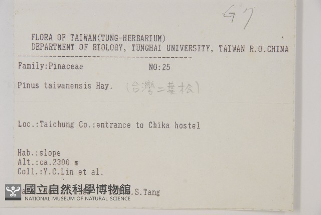 臺灣二葉松藏品圖，第2張