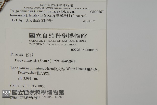 臺灣鐵杉藏品圖，第2張
